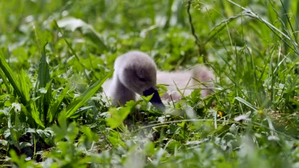 Close View Beautiful Young Swan Green Grass — Stock Video