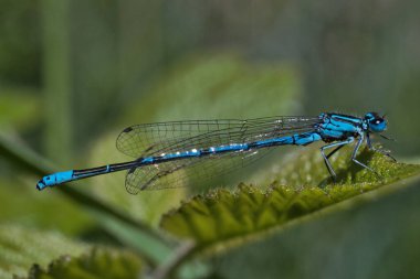 Yusufçuk 'un doğal ortamındaki yakın görüntüsü    
