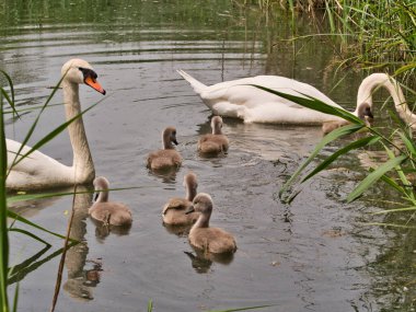 Gölde civcivli kuğular, seçici odaklanma