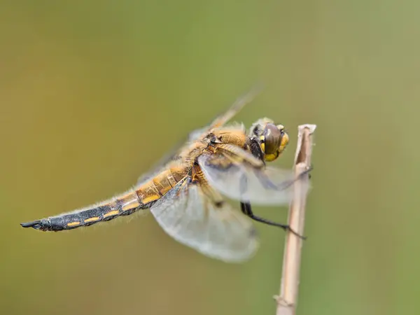 Close View Dragonfly Its Habitat — Stock Photo, Image