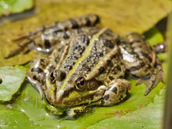 穏やかな池の緑のカエルのクローズアップ — ストック写真