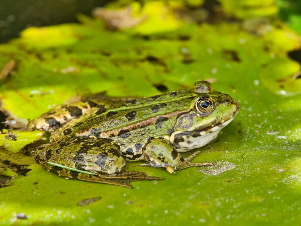 穏やかな池の緑のカエルのクローズアップ — ストック写真