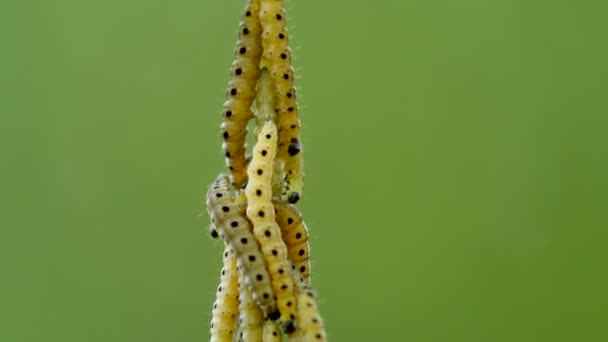 Vue Rapprochée Des Chenilles Sur Fond Naturel Vert Flou — Video