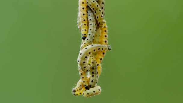 Vue Rapprochée Des Chenilles Sur Fond Naturel Vert Flou — Video