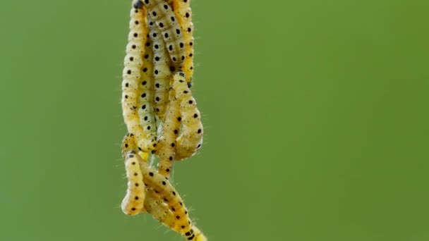 Vue Rapprochée Des Chenilles Sur Fond Naturel Vert Flou — Video