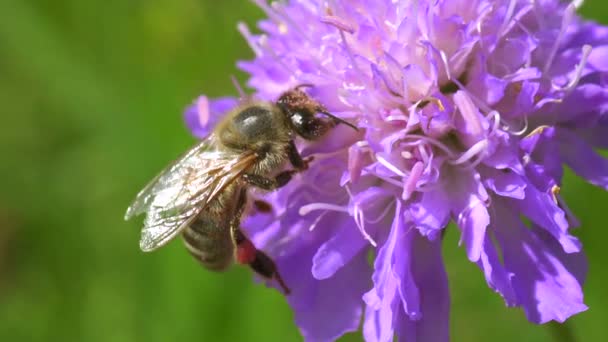 Vista Cerca Abeja Hermosa Flor Púrpura — Vídeos de Stock