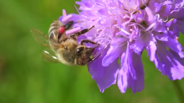 Közelkép Méhről Gyönyörű Lila Virágon — Stock videók