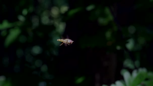 昆虫在模糊的绿色自然背景上飞行的特写 — 图库视频影像