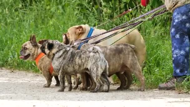 Tiro Cortado Pessoa Caminhando Com Cães Caminho Parque — Vídeo de Stock