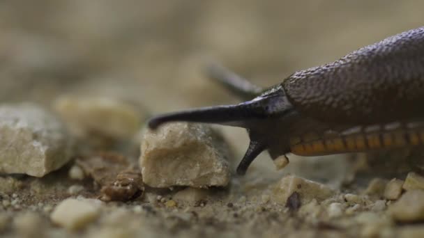 Küçük Taşlardaki Sümüklü Böceğin Yakın Görüntüsü Seçici Odaklanma — Stok video