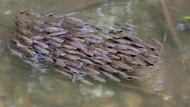 Vista Perto Bela Leuciscinae Peixes Nadando Água Calma — Vídeo de Stock