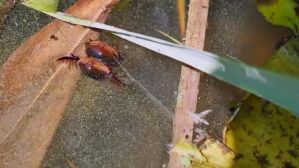 Nahaufnahme Von Dytiscus Marginalis Käfern Die Wasser Schwimmen — Stockvideo