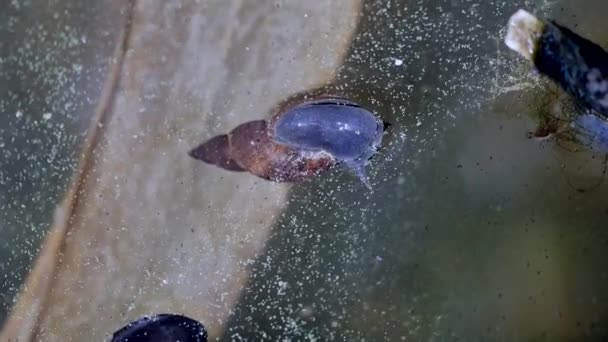 穏やかな水の中のカタツムリの近景 — ストック動画