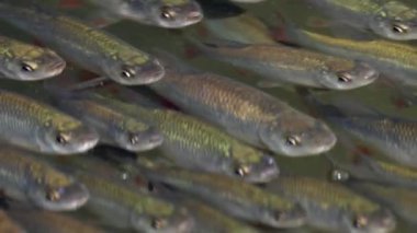 Leuciscinae balığının sakin sularda yüzüşünün yakın plan görüntüsü.