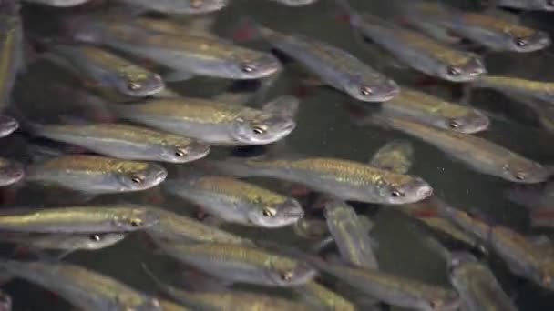 vue rapprochée de beaux poissons Leuciscinae nageant en eau calme 