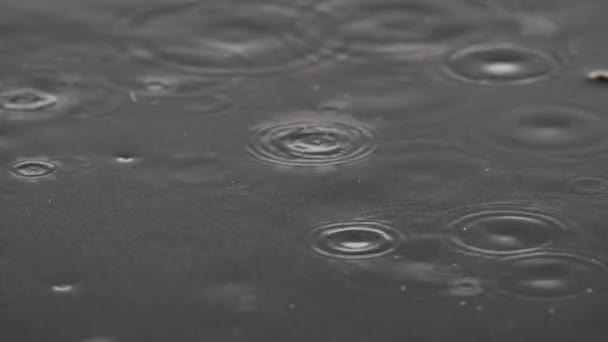水たまりの中の雨の滴クローズアップビュー — ストック動画