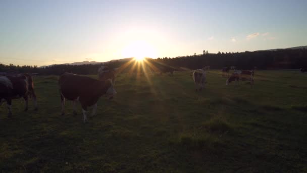 Manada Vacas Pastando Prado Verde Durante Nascer Sol — Vídeo de Stock