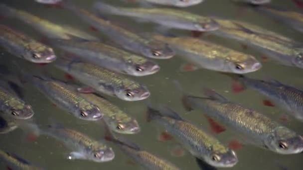 Vista Perto Bela Leuciscinae Peixes Nadando Água Calma — Vídeo de Stock