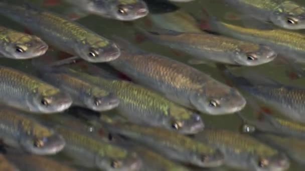 Vista Cerca Los Hermosos Peces Leuciscinae Nadando Aguas Tranquilas — Vídeo de stock