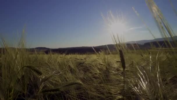 Крупним Планом Красиві Рослини Зеленої Пшениці Полі Вітряний Сонячний День — стокове відео