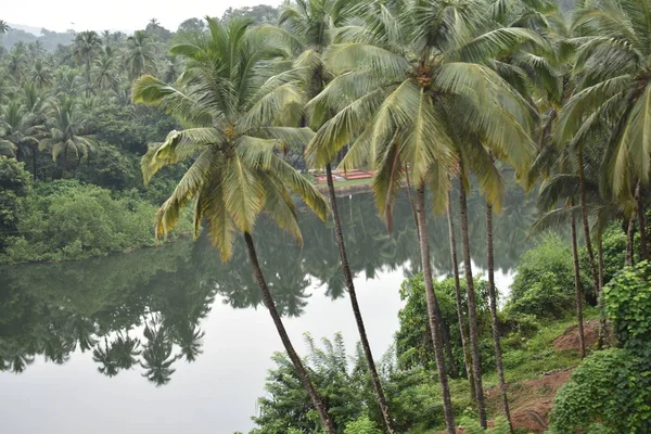 Palm trees beside the river in goa India — Stock Photo, Image