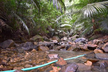 Goa 'da orman arasında akan su