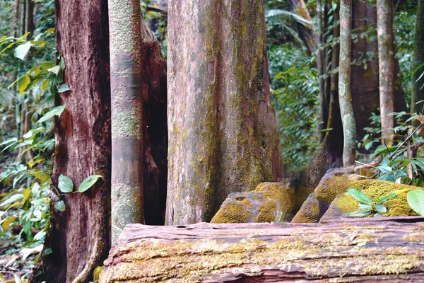 Hindistan, Goa 'da sık bir ormanda bir ağacın dalı. — Stok fotoğraf