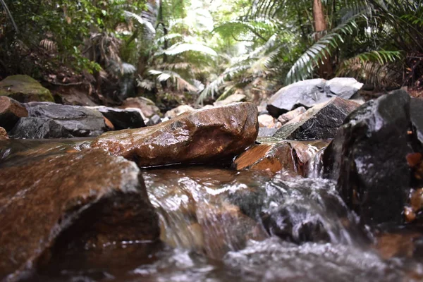Поток воды, протекающий через скалы в лесу — стоковое фото