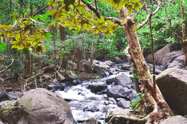 Un río que fluye a través del medio del bosque —  Fotos de Stock