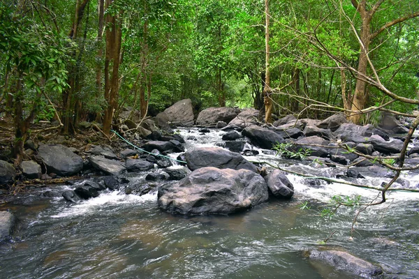 Une forêt profonde d'où coule la rivière — Photo