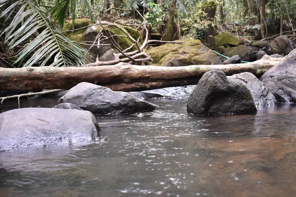 Een rivier die stroomt door een bos te kappen — Stockfoto