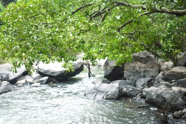 Nehrin suyuna dokunan bir ağaç.