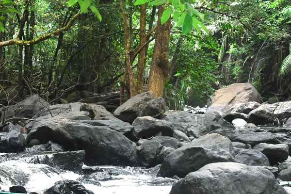 Rivier die tussen een dicht bos stroomt — Stockfoto