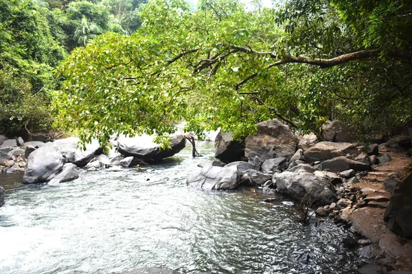 Una vista del paisaje de un árbol tocando el agua —  Fotos de Stock