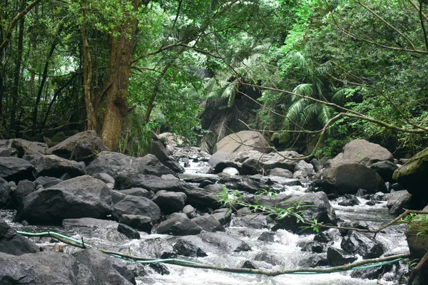 Річковий потік рухається швидко між лісом — стокове фото