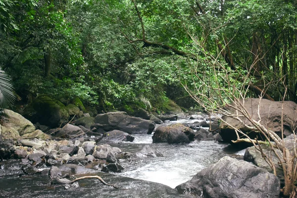 Річка мандові тече вниз між деревами — стокове фото