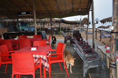 Köpekler Goa Sahili yakınlarındaki bir otelde yiyecek arıyorlar.
