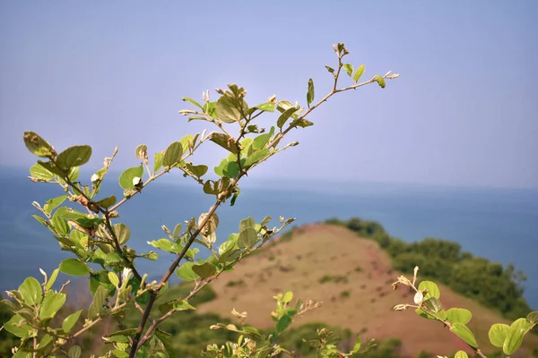 closeup view of a jujube tree on top a hill in India