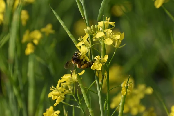 Yeşil Hardal Bitkisinin Üzerinde Arı Oturan Sarı Hardal Çiçeklerinin Seçici — Stok fotoğraf