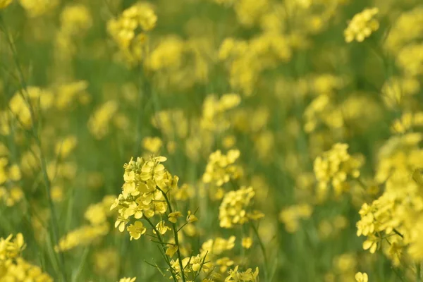 Campo Flores Mostaza India Plena Floración — Foto de Stock