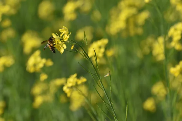 Yakından Bakınca Tarlada Açan Hardal Sarısı Çiçekleri Üzerinde Bir Arı — Stok fotoğraf