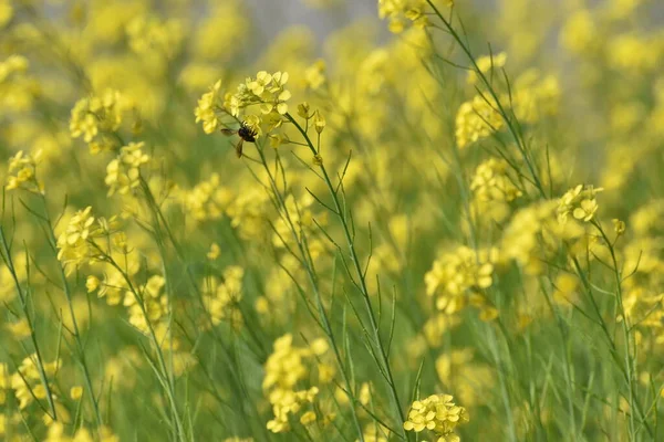 Flores Mostaza Con Abeja Chupando Miel Flor — Foto de Stock