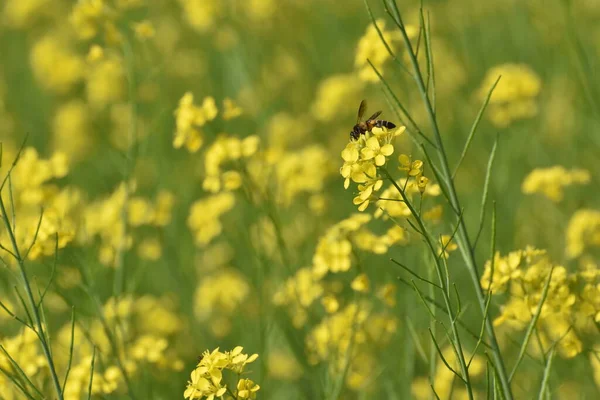 Abelha Sentada Uma Flor Mostarda Com Belo Fundo — Fotografia de Stock