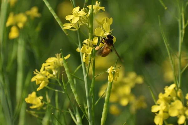 Enfoque Selectivo Flores Mostaza Amarillas Con Una Abeja Sentada Una — Foto de Stock