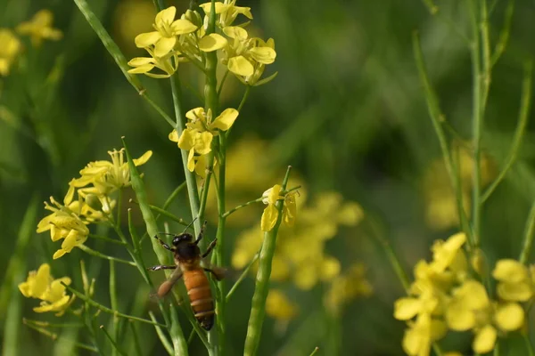 Abeja Melífera Campo Mostaza Con Fondo Verde — Foto de Stock