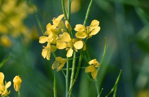 Primer Plano Una Flor Mostaza Amarilla Con Fondo Verde — Foto de Stock