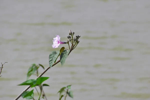 Fiore Viola Vicino All Acqua Vicino Uno Stagno — Foto Stock