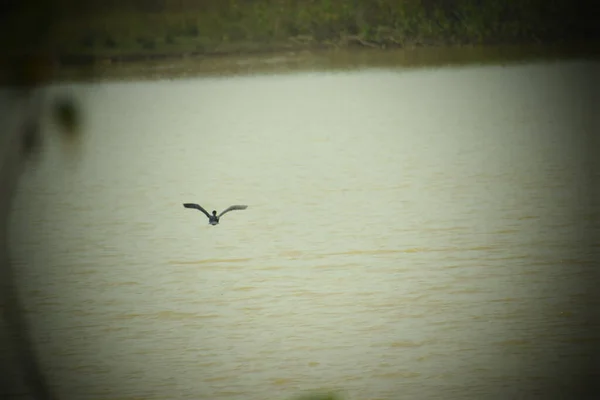 Oiseau Volant Dessus Eau Avec Effet Vignette — Photo