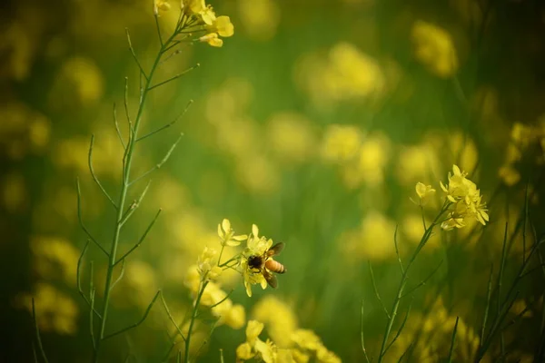 Abeja Miel Sentada Una Flor Mostaza Amarilla Con Efecto Viñeta — Foto de Stock