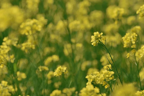 Hermoso Campo Mostaza Verde Amarillo Con Enfoque Selectivo — Foto de Stock